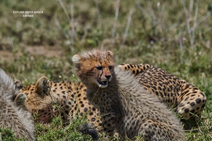 7 días en el Serengeti, el Parque Nacional Tarangire y el cráter Ngorongoro