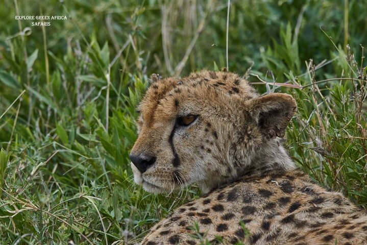 7 días en el Serengeti, el Parque Nacional Tarangire y el cráter Ngorongoro