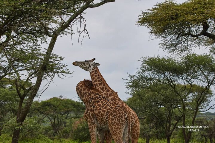 7 días en el Serengeti, el Parque Nacional Tarangire y el cráter Ngorongoro