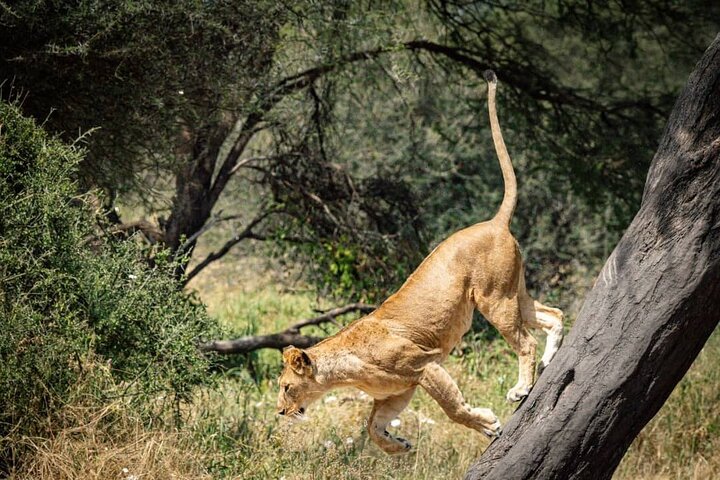 7 días en el Serengeti, el Parque Nacional Tarangire y el cráter Ngorongoro