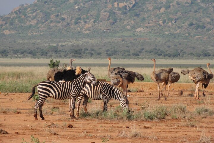 2 giorni 1 notte Safari privato dello Tsavo Est dalla spiaggia di Diani