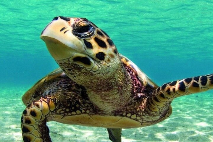 Hoteller i nærheten av Marmaris Dalyan Turtle Beach Tour