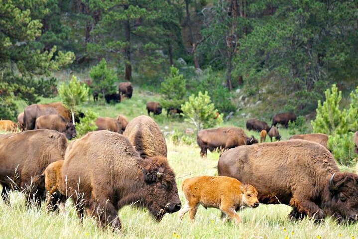 La seule journée complète - Safari bison en jeep - Déjeuner pique-nique au bord du lac