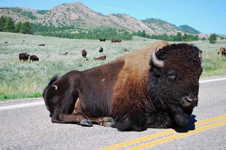 La seule journée complète - Safari bison en jeep - Déjeuner pique-nique au bord du lac