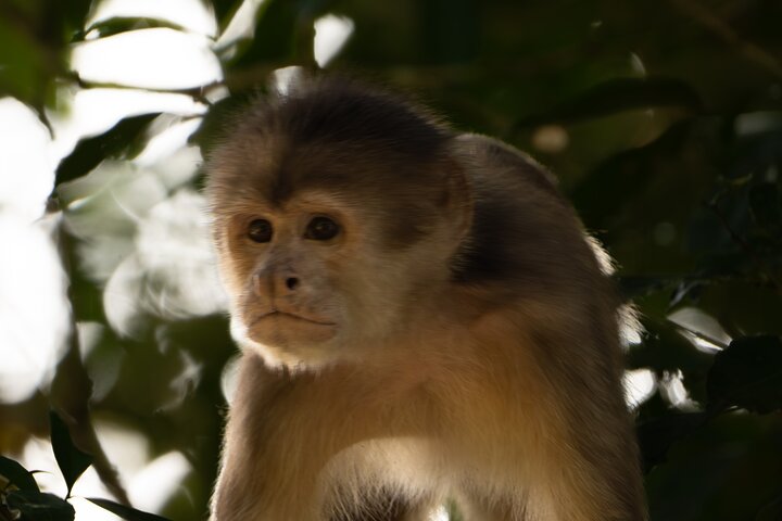 Amazon Jungle & Baños Adventure City: 4 dias de natureza e vida selvagem