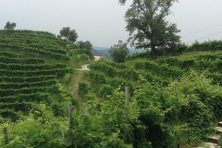 Prosecco vin tur med Sommelier – afhentning fra Treviso