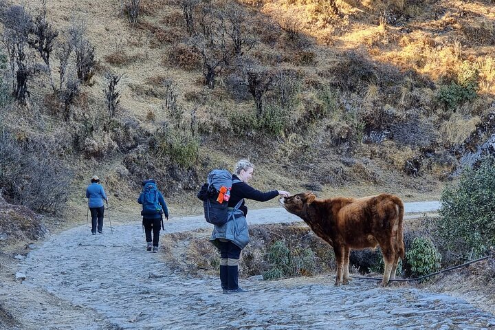 Restauranter i nærheten av Mystic Darjeeling to Tonglu Day Trek