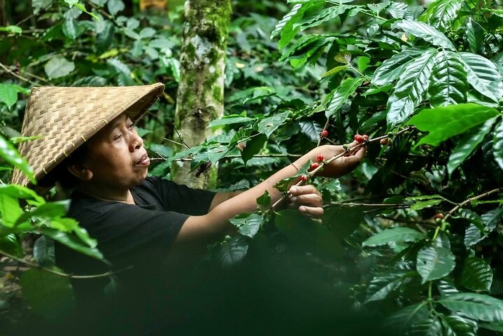Ubud : All-inclusive privétour met waterval, tempel en rijstterras