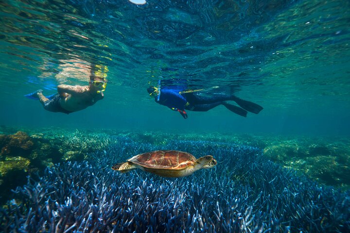 Quicksilver Great Barrier Reef Snorkel Cruise fra Port Douglas