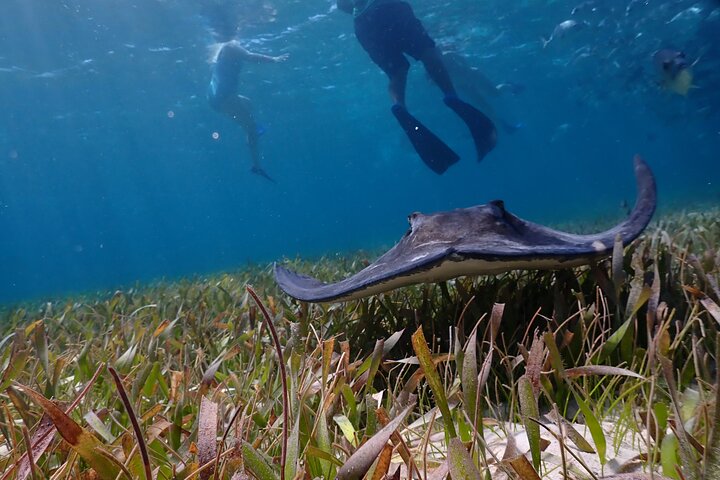 Hoteller i nærheden af Hol Chan Marine Reserve and Shark Ray