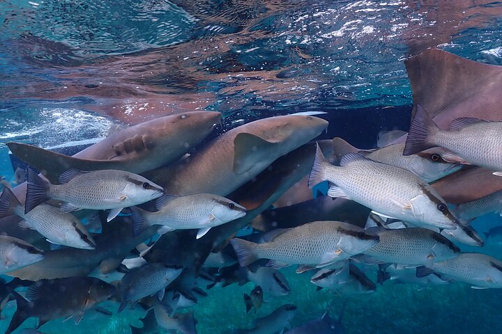 Hoteller i nærheden af Hol Chan Marine Reserve and Shark Ray