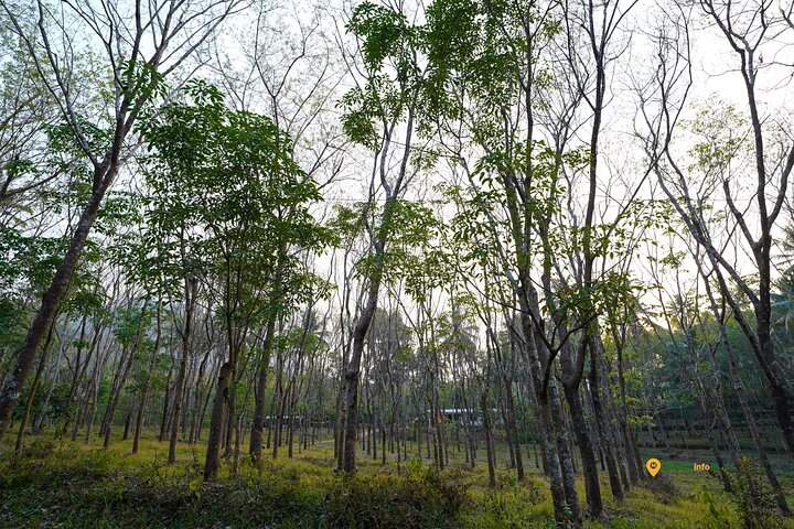 Visita guiada por la vida de Anakulam Wild Elephant Village (Por Munnar Info)