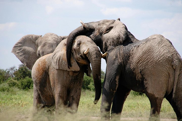 3 - Jours Serengeti & Ngorongoro Crater Safari Big Five Experience