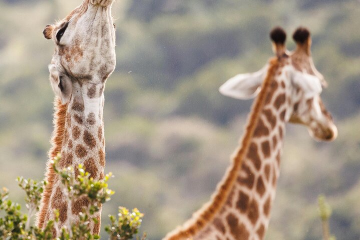 3 - Jours Serengeti & Ngorongoro Crater Safari Big Five Experience