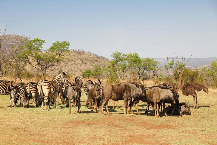 3 - Jours Serengeti & Ngorongoro Crater Safari Big Five Experience