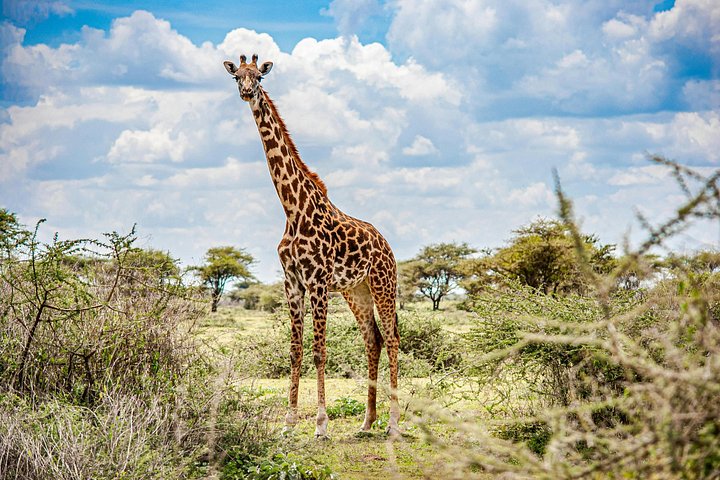 3 - Jours Serengeti & Ngorongoro Crater Safari Big Five Experience