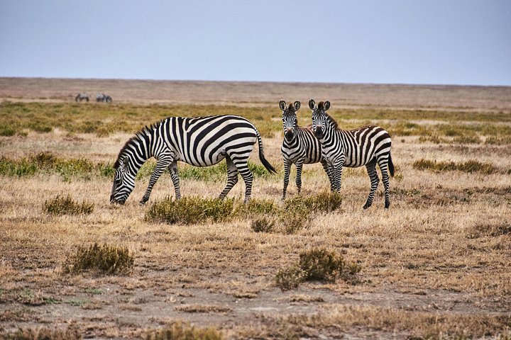 3 - Jours Serengeti & Ngorongoro Crater Safari Big Five Experience