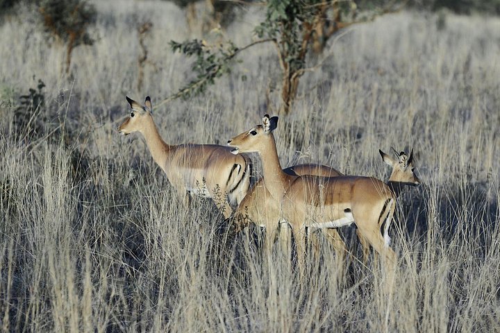 3 - Jours Serengeti & Ngorongoro Crater Safari Big Five Experience
