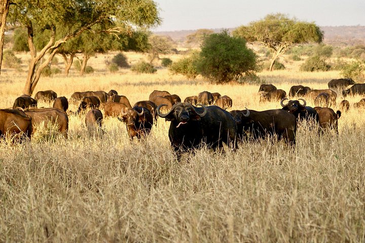3 - Jours Serengeti & Ngorongoro Crater Safari Big Five Experience