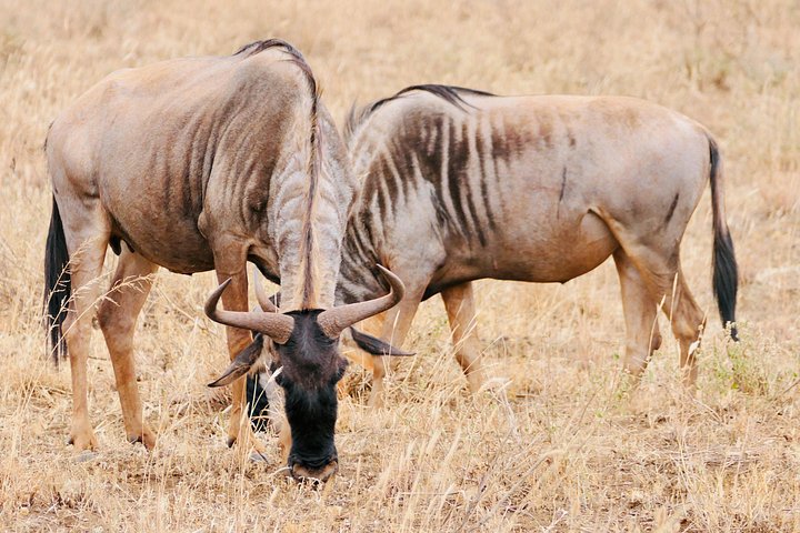 3 - Jours Serengeti & Ngorongoro Crater Safari Big Five Experience