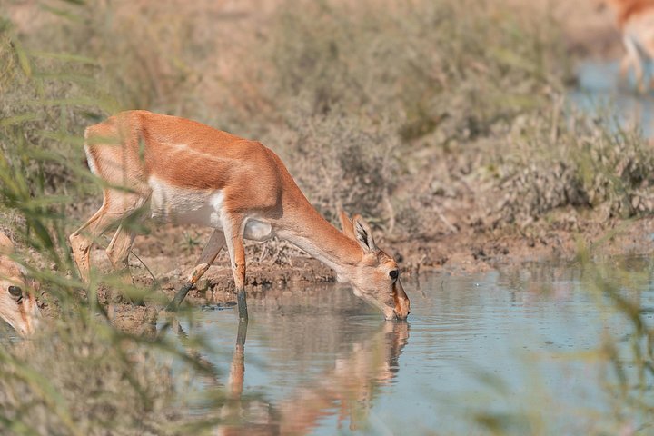 3 - Jours Serengeti & Ngorongoro Crater Safari Big Five Experience
