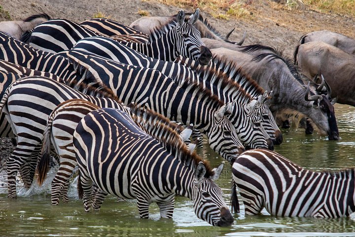 3 - Jours Serengeti & Ngorongoro Crater Safari Big Five Experience