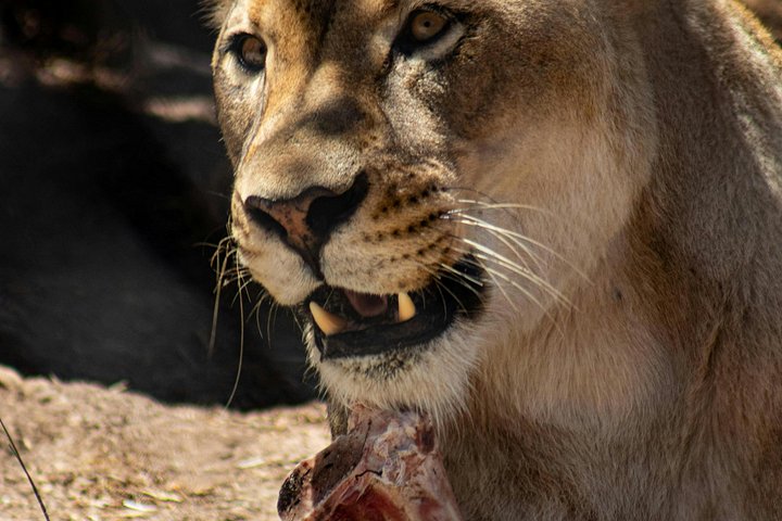 3 - Jours Serengeti & Ngorongoro Crater Safari Big Five Experience
