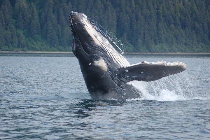 Hoteller i nærheten av Hoonah Whale-Watching Cruise