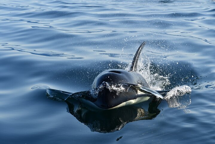 Hoteller i nærheten av Hoonah Whale-Watching Cruise