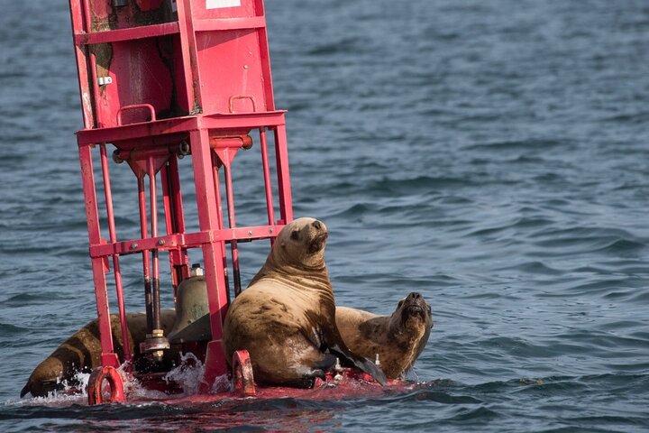 Hoteller i nærheten av Hoonah Whale-Watching Cruise