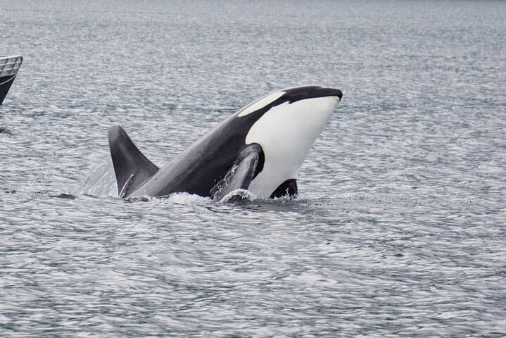 Hoteller i nærheten av Hoonah Whale-Watching Cruise
