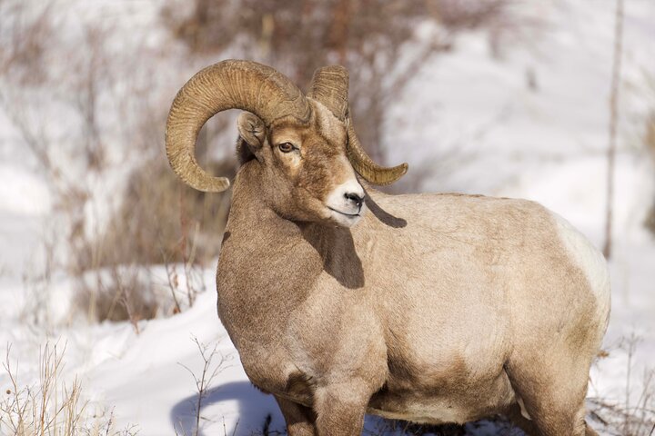 Tour Safari ad anello superiore di Yellowstone - West Yellowstone, Montana