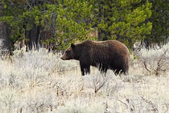 Tour Safari ad anello superiore di Yellowstone - West Yellowstone, Montana