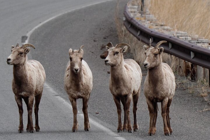 Tour Safari ad anello superiore di Yellowstone - West Yellowstone, Montana
