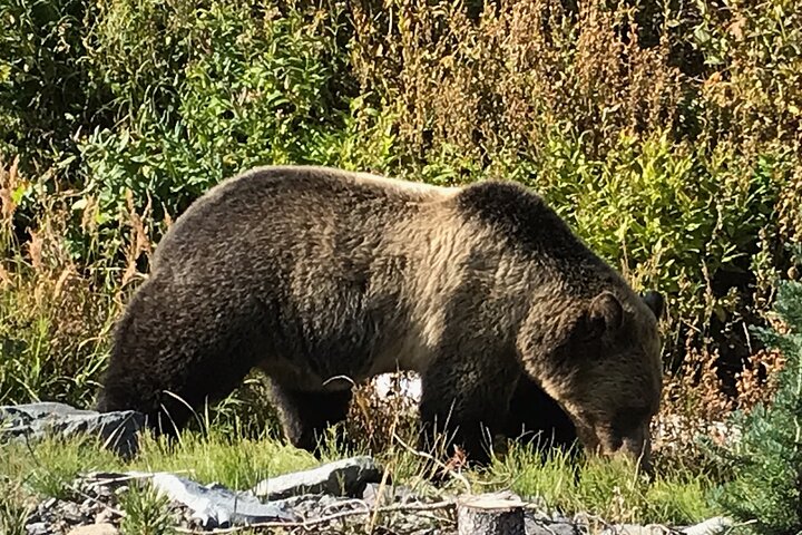 Tour Safari ad anello superiore di Yellowstone - West Yellowstone, Montana