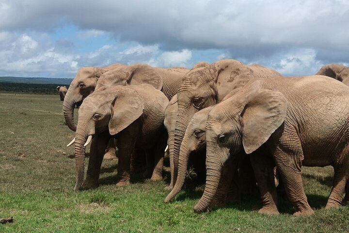 Excursion d'une demi-journée au parc national Addo Elephant de Port Elizabeth