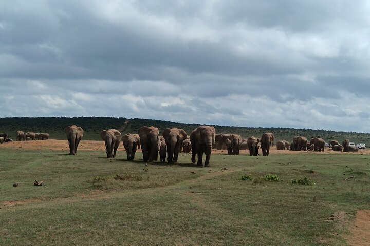 Excursion d'une demi-journée au parc national Addo Elephant de Port Elizabeth