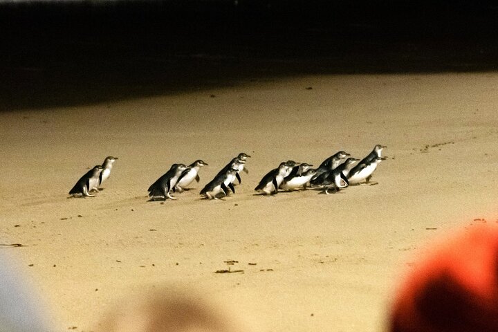 Excursion d'une journée à Phillip Island Penguins & Wildlife au départ de Melbourne