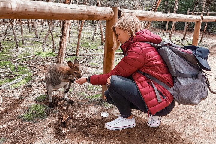 Excursion d'une journée à Phillip Island Penguins & Wildlife au départ de Melbourne