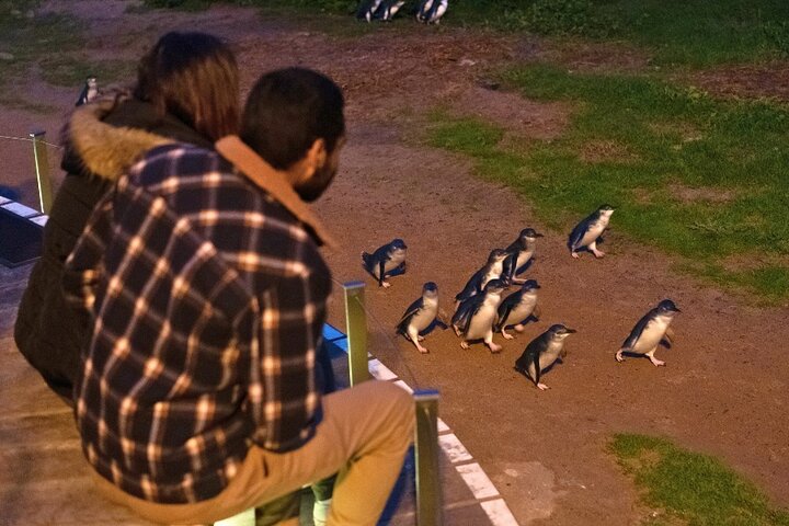 Excursion d'une journée à Phillip Island Penguins & Wildlife au départ de Melbourne