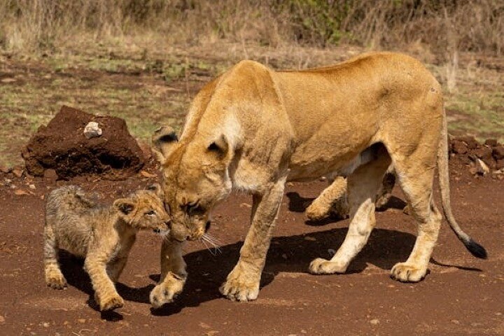 2 giorni 1 notte Safari privato dello Tsavo Est dalla spiaggia di Diani