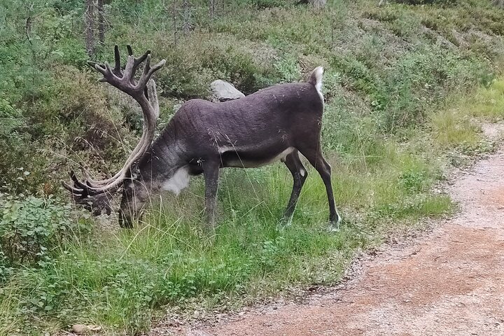 Privé wandeltocht in de ongerepte natuur in Pyha Luosto