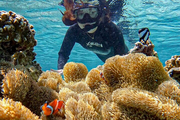 Okinawa Miyako havskildpadde Snorkeling Gratis Pick up and drop off