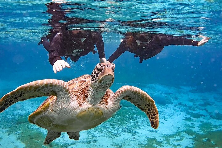 Okinawa Miyako havskildpadde Snorkeling Gratis Pick up and drop off