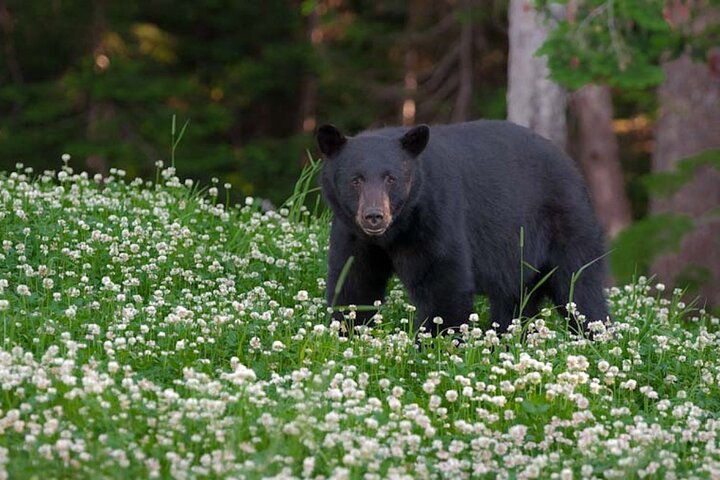 Whistler Morning avec les Bears Land Rover Visite panoramique