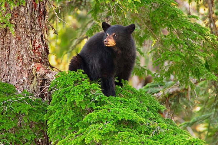 Whistler Morning avec les Bears Land Rover Visite panoramique