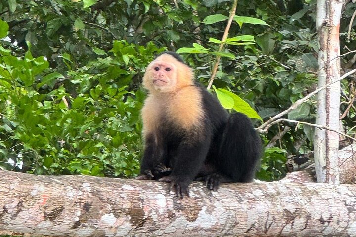 Udforsk Panama-kanalen og Gatun-søen med Rainforest Jungle Walk