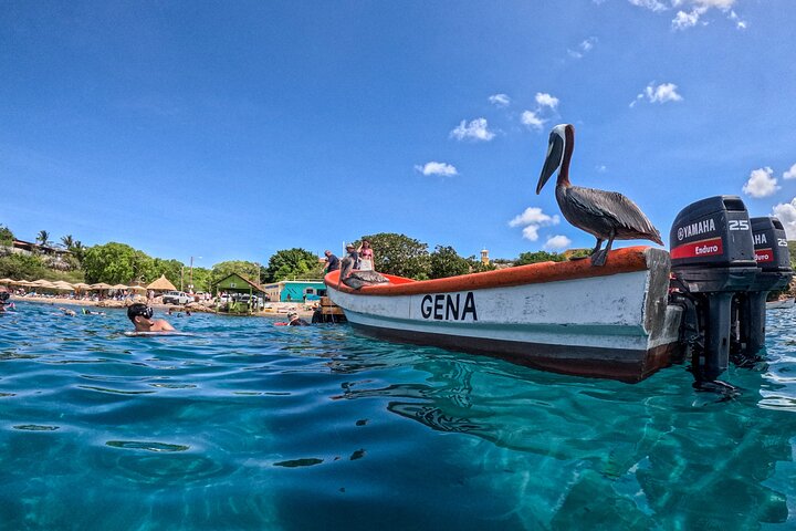 Curaçao Seabob in Playa Piskado Adventure with Sea Turtles