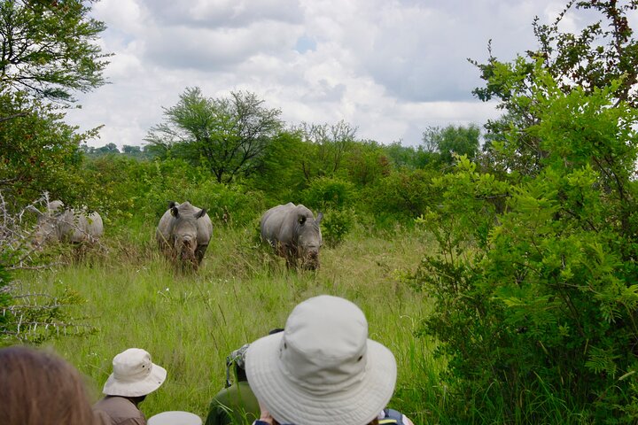 Rastreo de rinocerontes de Matobo y arte rupestre desde Bulawayo