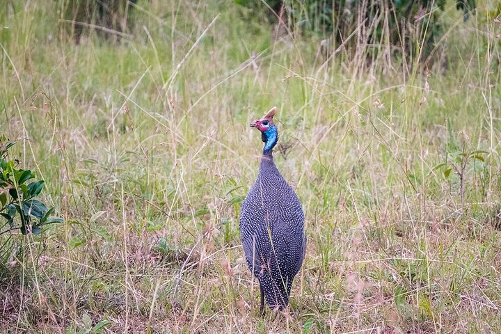 Kigali: Full-Day Akagera Safari + Optional Boat Ride